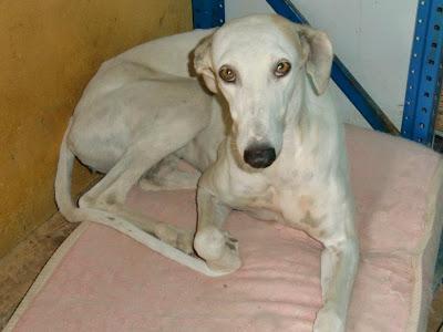 Suna, preciosa galga en adopción, (Sevilla)
