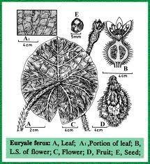 Nenúfar Gigante, Málaga