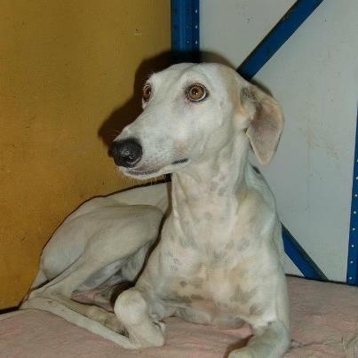 Foto: NOMBRE: Suna RAZA: Galgo SEXO: Hembra TAMAÑO: Grande FECHA DE NACIMIENTO: MICROCHIPS: FICHA: http://www.aprendaquererlos.org/ficha.php?id=198 OTROS DATOS: Después de mucho tiempo en la calle, se consigue coger a Suna, ya que vagabundeaba por la zona de la alcarrachela desde hace mucho tiempo. Al principio se muestra desconfiada, pero sabemos por la experiencia que pronto nos pedirá el cariño que tanto necesita.  Ahora es muy temerosa de los demás perros y no sale prácticamente al patio, ya que le ladran los demás.   Está en la protectora de Écija, Sevilla CONTACTO: aprendaquererlos@gmail.com 654 456 774 (Vicky) 658 837 194 (Miguel Ángel)