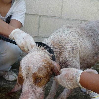 Foto: ESTE GRIFONCITO FUE MORDIDO POR SUS COMPAÑEROS DE BOX, SE ENCUENTRA INGRESADO Y ESTÁ ATERRORIZADO POR FAVOR, NECESITAMOS UNA CASA DE ACOGIDA, NO PUEDE VOLVER A ETXAURI!  CONTACTO: ARANTXA, ALMU, YADIRA  latxikasol@hotmail.es rusalka_86@hotmail.com lamagga@gmail.com
