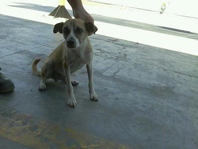 EN LA CALLE, LOS VECINOS LLAMAN A LA PERRERA! (MURCIA)