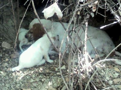 ADOPCIÓN para Peky y sus bebés!!! ESTÁN EN UN AGUJERO EN EL CAMPO! MURCIA.