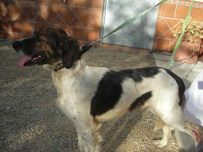 KIRA,PERRITA DE DOS AÑOS DE EDAD,ABANDONADA EN UN PUEBLO DE SEVILLA Y CON LA PATITA HERIDA.