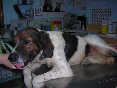 KIRA,PERRITA DE DOS AÑOS DE EDAD,ABANDONADA EN UN PUEBLO DE SEVILLA Y CON LA PATITA HERIDA.