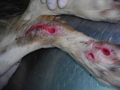 KIRA,PERRITA DE DOS AÑOS DE EDAD,ABANDONADA EN UN PUEBLO DE SEVILLA Y CON LA PATITA HERIDA.