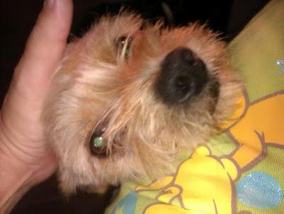 Se ha caído la adopción. TINTIN, cruce de yorki.