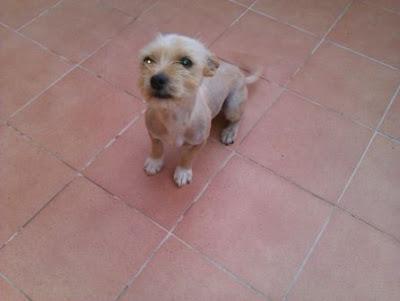 Se ha caído la adopción. TINTIN, cruce de yorki.