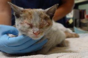Un gatito de tres meses se está recuperando en California...