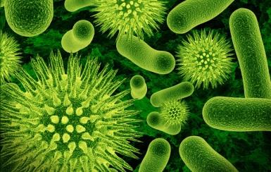Los Virus y Bacterias llevan mucho más tiempo que nosotros en la tierra. Han demostrado ser más pequeños y eficientes que los humanos. ¿Sienten, piensan? No lo sabemos.