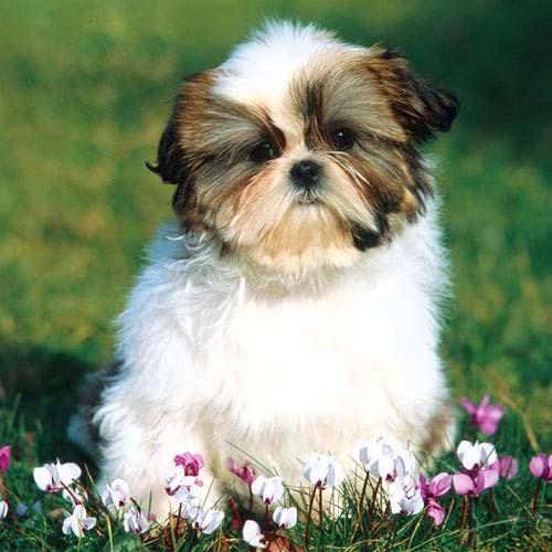 perros shih tzu