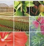 La subida pepera del IVA de flores y plantas provocará el cierre de numerosas empresas