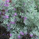 foto planta medicinal Cenizo