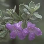 foto planta medicinal Cenizo