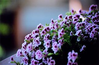 Problemas en los párpados. Primera de dos partes.