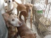 perros ninot Girona