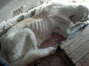 ROCINANTE borde muerte, pero vamos luchar Perrera Benito (Badajoz)