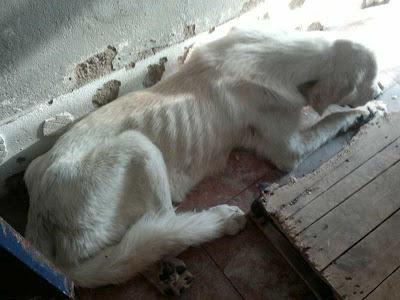 ROCINANTE al borde de la muerte, pero vamos a luchar por el. Perrera Don Benito (Badajoz)