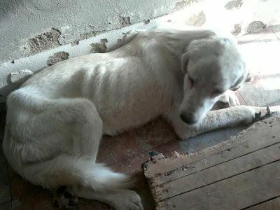 ROCINANTE al borde de la muerte, pero vamos a luchar por el. Perrera Don Benito (Badajoz)