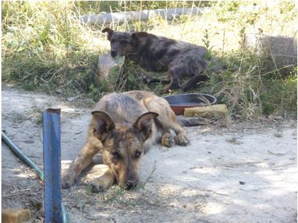 A Ckiky y Negrita los tuvo su madre en un barranco.