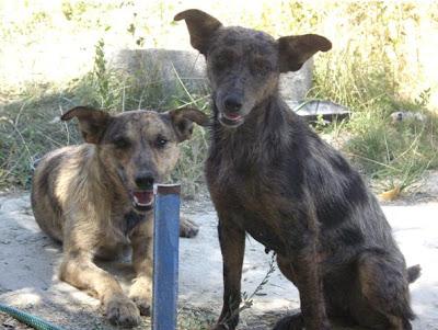 A Ckiky y Negrita los tuvo su madre en un barranco.