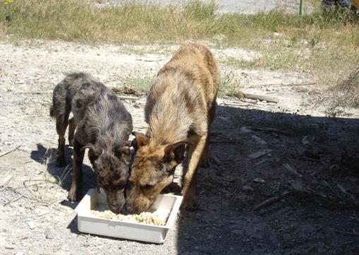 A Ckiky y Negrita los tuvo su madre en un barranco.