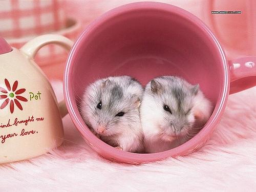 two-Hamster-wallpaper