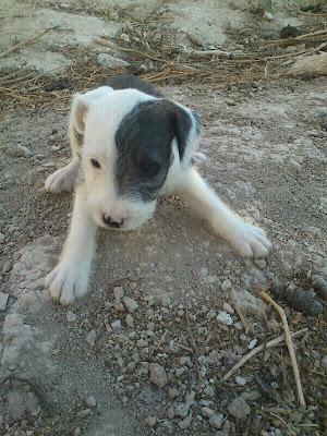 Estos 5 cachorros están en un huerto.. necesitan acogidas¡¡¡ Beniel (Murcia)
