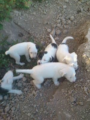 Estos 5 cachorros están en un huerto.. necesitan acogidas¡¡¡ Beniel (Murcia)