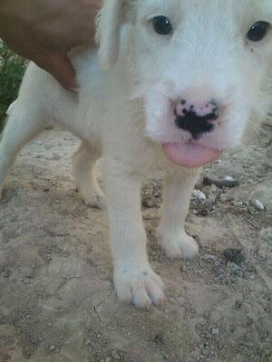 Estos 5 cachorros están en un huerto.. necesitan acogidas¡¡¡ Beniel (Murcia)