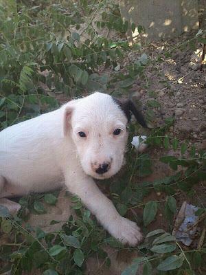 Estos 5 cachorros están en un huerto.. necesitan acogidas¡¡¡ Beniel (Murcia)