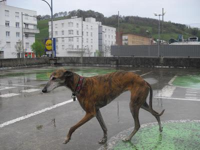 URGENTE!!  GAGA PERDIDA EN DONOSTI.