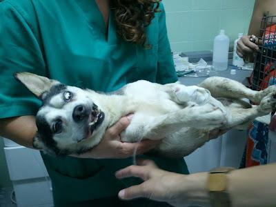 Con 14 años y en la calle, unos niñatos LO HAN MOLIDO A PALOS!!!