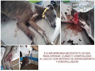 S.O.S!! GALGO CON INTENTO DE AHORCAMIENTO Y ATROPELLADO!! Aprenda Ecija