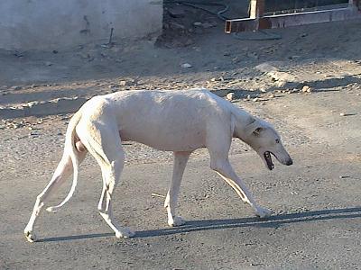 OJITOS, GALGO BLANCO MACHO MALTRATADO. PUEBLO SEVILLA.