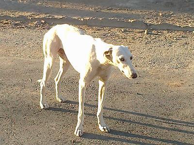OJITOS, GALGO BLANCO MACHO MALTRATADO. PUEBLO SEVILLA.