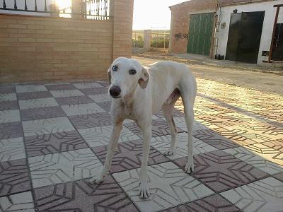 OJITOS, GALGO BLANCO MACHO MALTRATADO. PUEBLO SEVILLA.