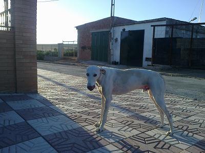 OJITOS, GALGO BLANCO MACHO MALTRATADO. PUEBLO SEVILLA.