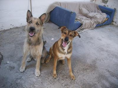 ABANDONADOS EN UN CHALET DE VALENCIA LOS SACRIFICAN EL 31 DE JULIO Y NO ES MENTIRA SE BUSCA AYUDA YA‏. URGENTISIMO!!!