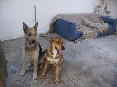ABANDONADOS EN UN CHALET DE VALENCIA LOS SACRIFICAN EL 31 DE JULIO Y NO ES MENTIRA SE BUSCA AYUDA YA‏. URGENTISIMO!!!