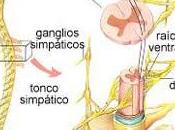 esclerosis múltiple podría causar daños tálamo