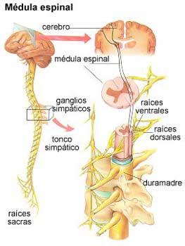 La esclerosis múltiple podría causar daños en el tálamo