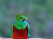 Disponible Ubuntu 12.10 Quantal Quetzal Alpha3