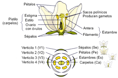 La flor