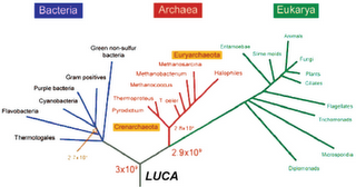 Evolución prebiótica y origen de la vida III: LUCA y el árbol de la vida Evolución prebiótica y origen de la vida III: LUCA y el árbol de la vida