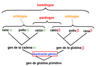 Evolución prebiótica y origen de la vida III: LUCA y el árbol de la vida Evolución prebiótica y origen de la vida III: LUCA y el árbol de la vida