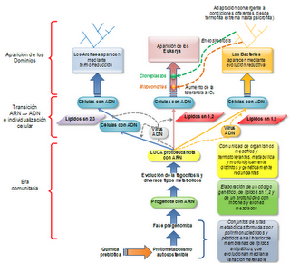 Evolución prebiótica y origen de la vida III: LUCA y el árbol de la vida Evolución prebiótica y origen de la vida III: LUCA y el árbol de la vida