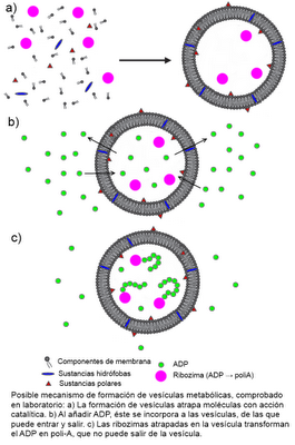 Evolución prebiótica y origen de la vida II: de las vesículas a las células Evolución prebiótica y origen de la vida II: de las vesículas a las células