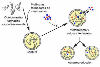 Evolución prebiótica y origen de la vida II: de las vesículas a las células