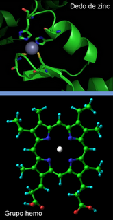 Enzimas: naturaleza química y estructura