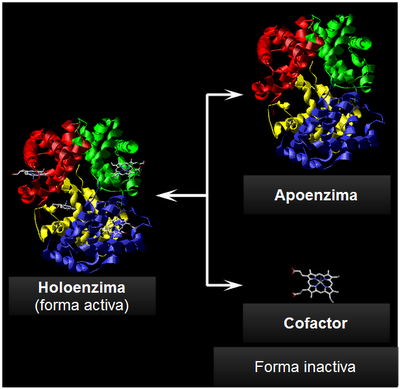 Enzimas: naturaleza química y estructura